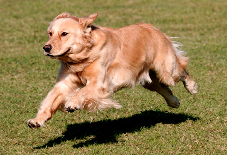 Golden Retreiver